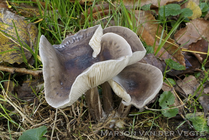 Bundelveldridderzwam - Melanoleuca turrita