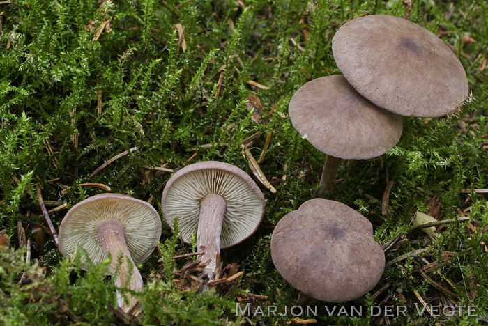 Paarse pronkridder - Calocybe ionides