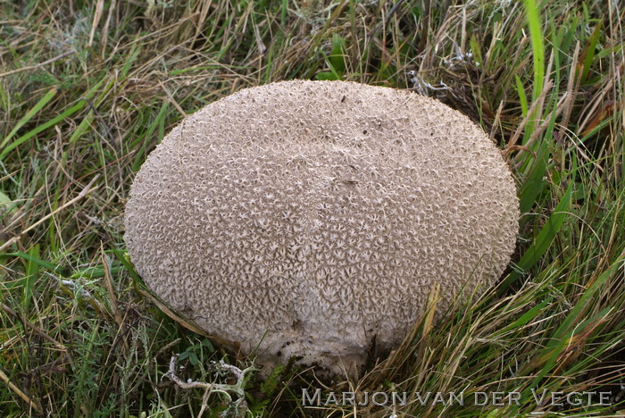 Ruitjesbovist - Calvatia utriformis