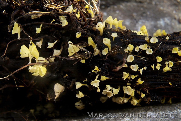 Calyptella sulphurea - Calyptella sulfurea