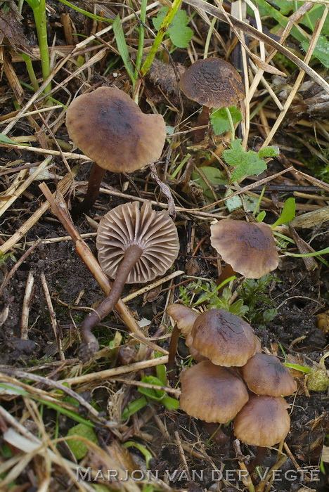 Stinkende wasplaat - Camarophyllopsis foetens