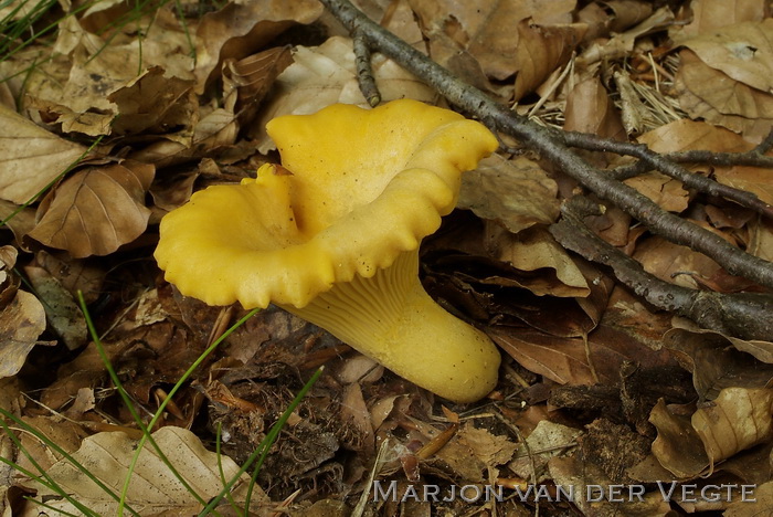 Hanenkam - Cantharellus Cibarius