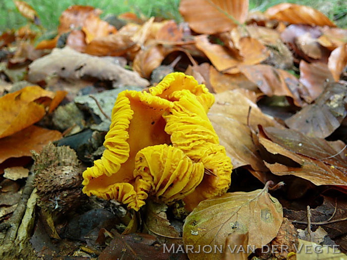 Hanenkam - Cantharellus cibarius