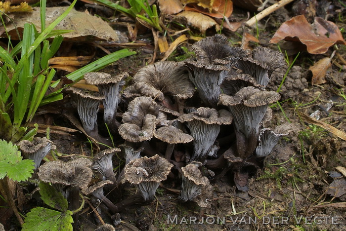 Grauwe cantharel - Cantharellus cinereus