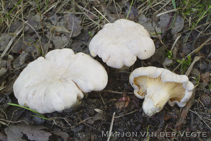 Bleke cantharel - Cantharellus pallens