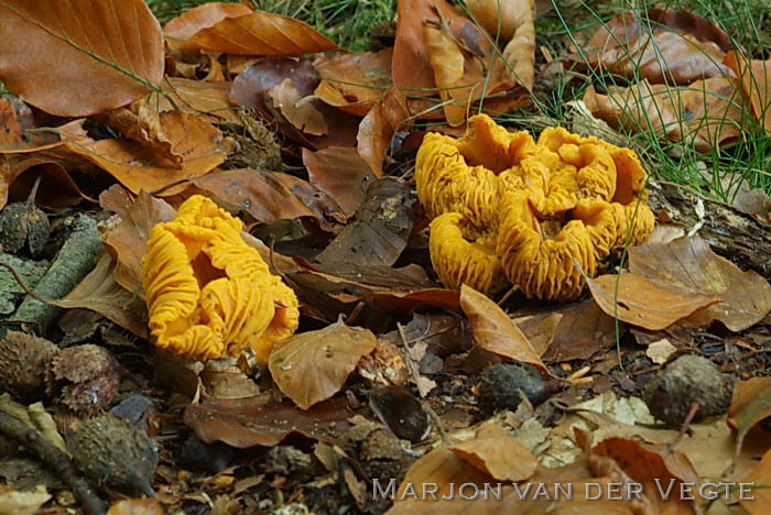 Hanenkam - Cantharellus cibarius