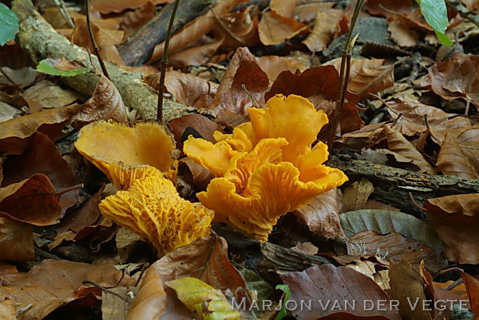 Hanenkam - Cantharellus cibarius