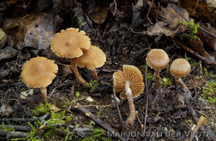 Cederhoutgordijnzwam - Cortinarius parvannulatus