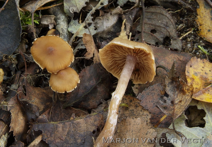 Cederhoutgordijnzwam - Cortinarius parvannulatus