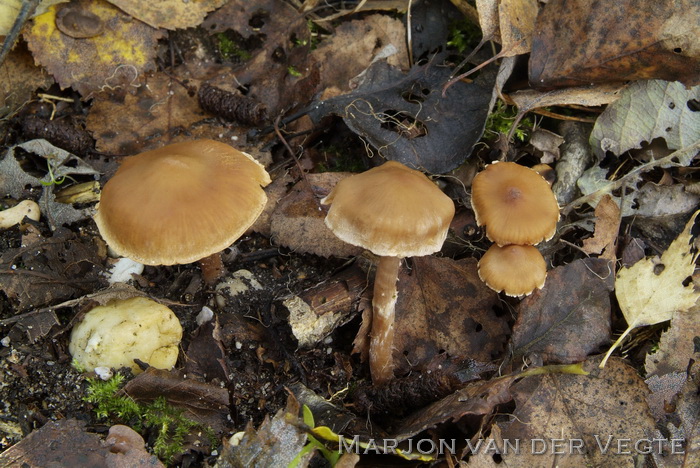 Cederhoutgordijnzwam - Cortinarius parvannulatus