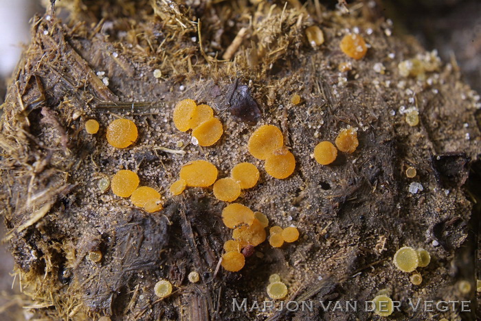 Oranje mestzwammetje - Cheilymenia granulata