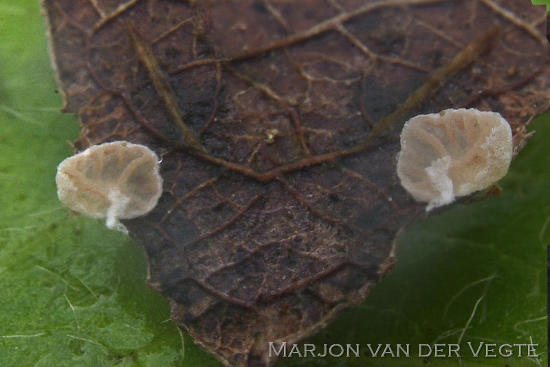 Lamelmosschelpje - Chromocyphella lamellata Lamelmosschelpje - Chromocyphella lamellata