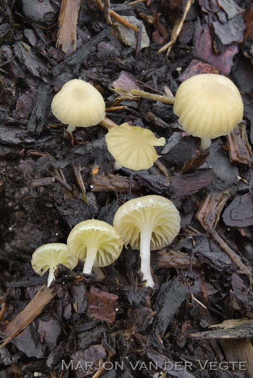 Groengeel trechtertje - Chrysomphalina grossula