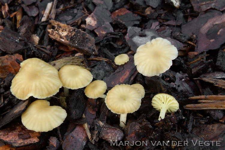 Groengeel trechtertje - Chrysomphalina grossula