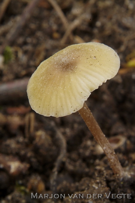 Citroengele satijnzwam - Entoloma pleopodium