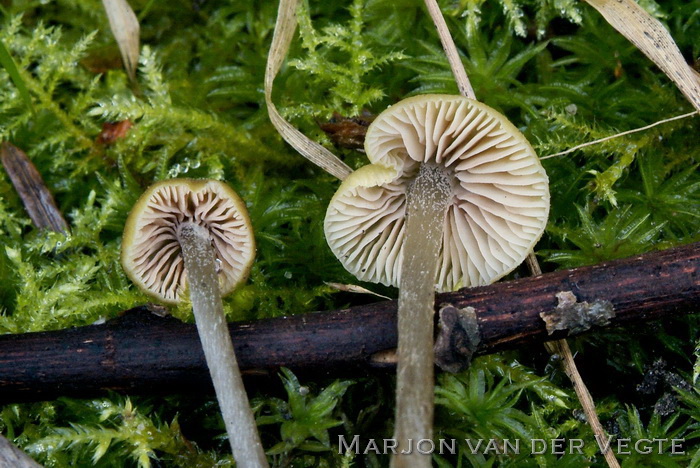 Citroengele satijnzwam - Entoloma pleopodium