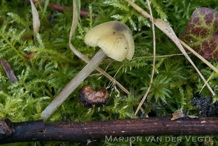 Citroengele satijnzwam - Entoloma pleopodium