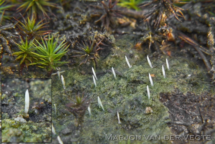 Multiclavula - Sulzbacheromyces sp.