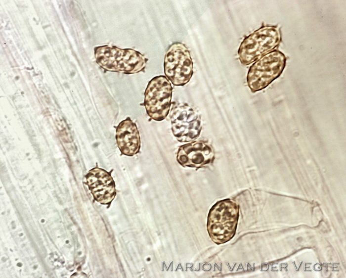 Clavaria s.l. - Clavaria s.l. Clavaria s.l. - Clavaria s.l.