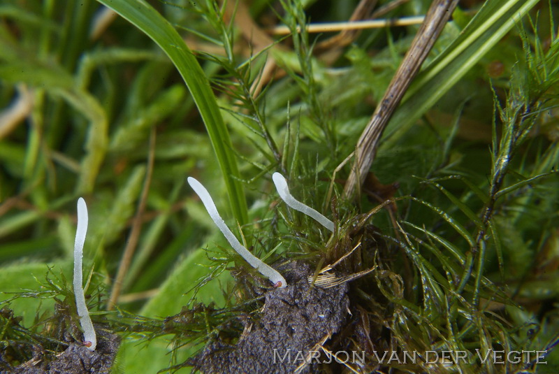 Clavaria s.l. - Clavaria s.l.