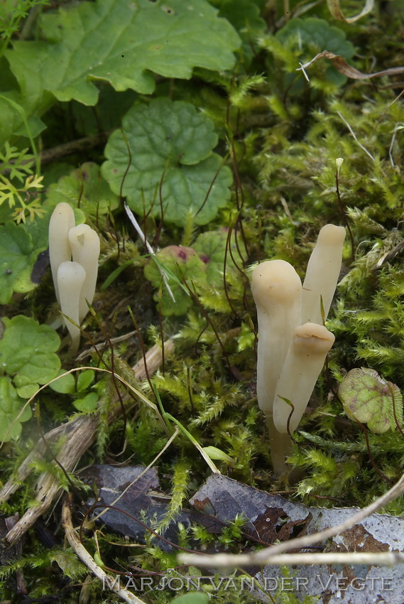 Brandplekknotszwam - Clavaria tenuipes