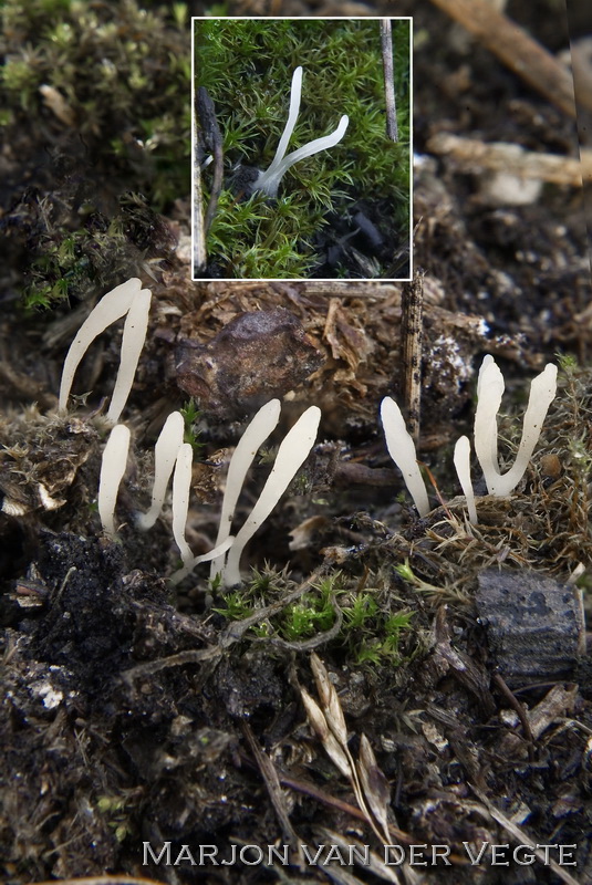 Dwergknotszwam - Clavaria pulvinaris