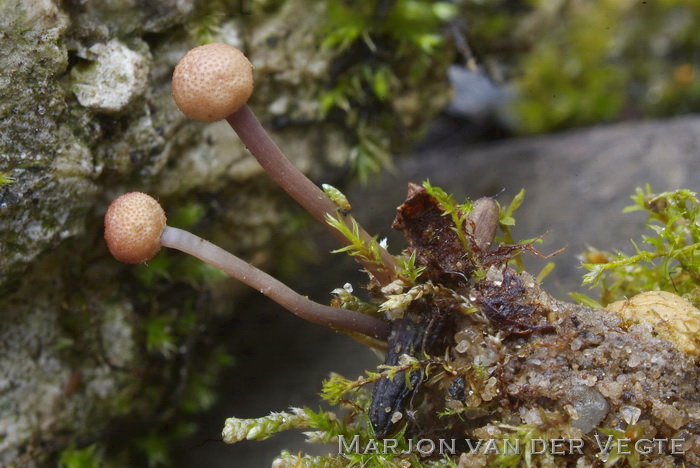 Echt moederkoren - Claviceps purpurea