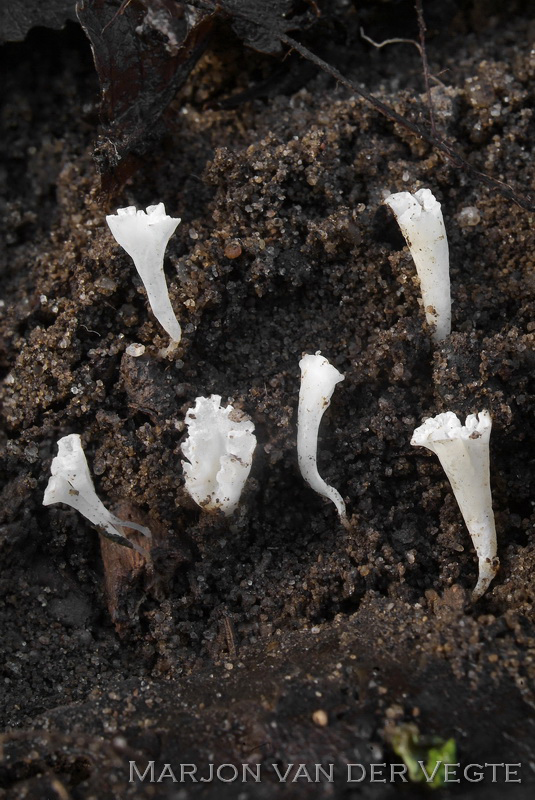 Wit kroonknotsje - Clavicorona taxophila