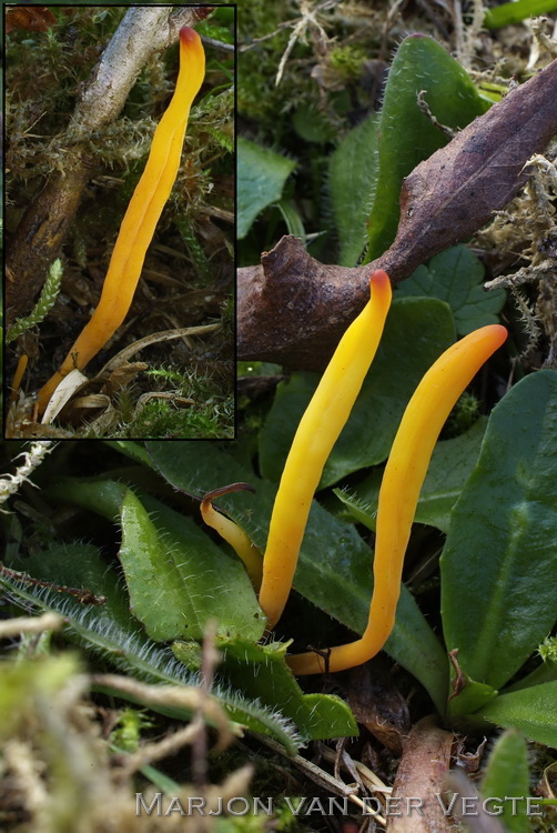 Fraaie knotszwam - Clavulinopsis laeticolor