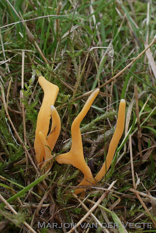 Verblekende knotszwam - Clavulinopsis luteoalba