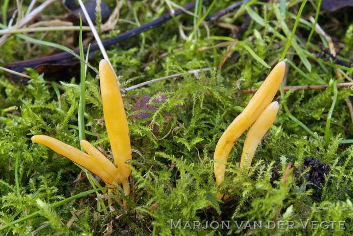 Verblekende knotszwam - Clavulinopsis luteoalba