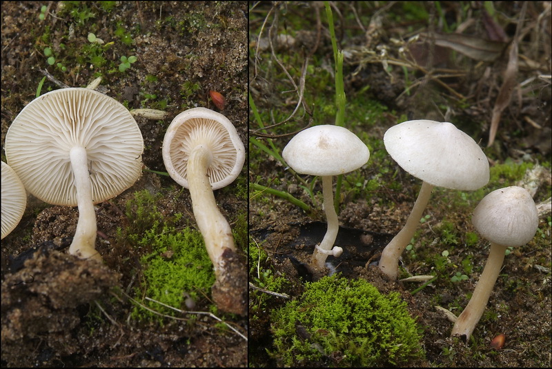 Witte anijstrechterzwam - Clitocybe albofragrans