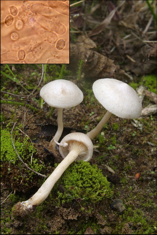 Witte anijstrechterzwam - Clitocybe albofragrans