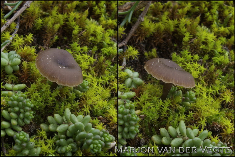 Duinmostrechterzwam - Clitocybe barbularum