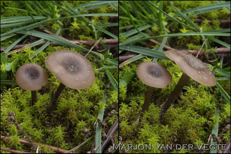 Duinmostrechterzwam - Clitocybe barbularum