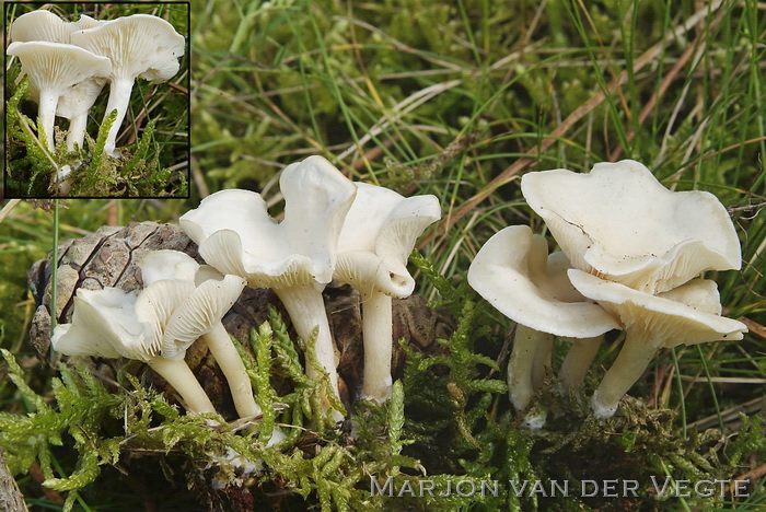 Kleine bostrechterzwam - Clitocybe candicans