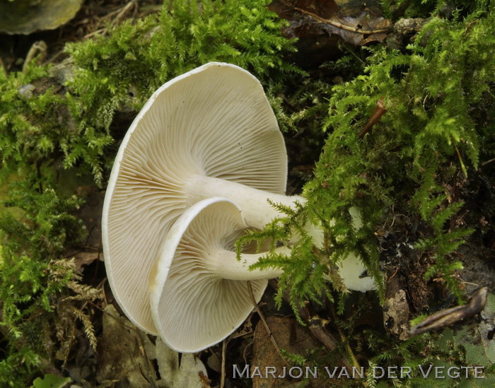 Witte bundelridderzwam - Clitocybe connata