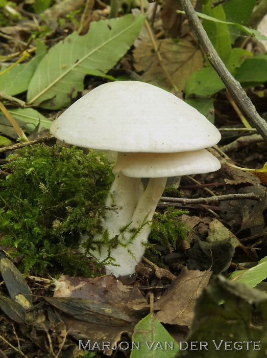 Witte bundelridderzwam - Clitocybe connata