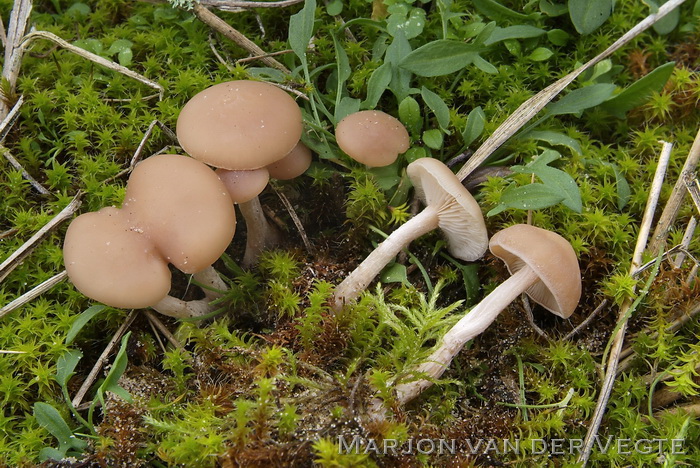 Vaalroze trechterzwam - Clitocybe diatreta