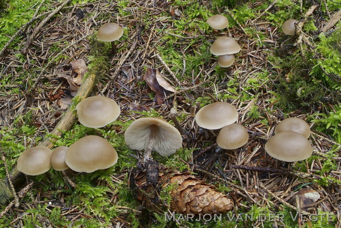 Vloksteelgrauwkop - Lyophyllum boudieri