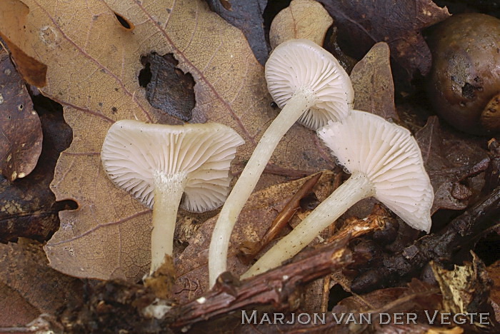 Adonistrechterzwam - Clitocybe houghtonii