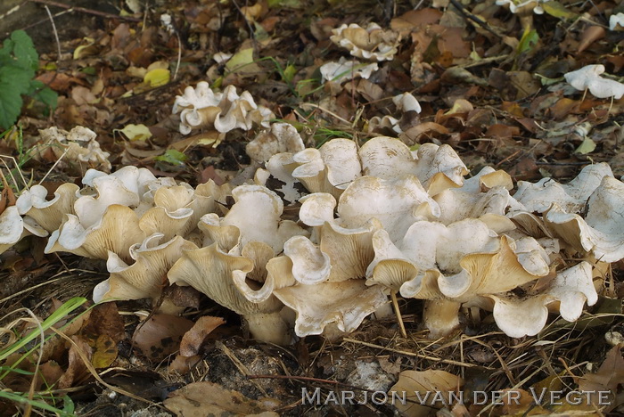 Grote bostrechterzwam - Clitocybe phyllophila