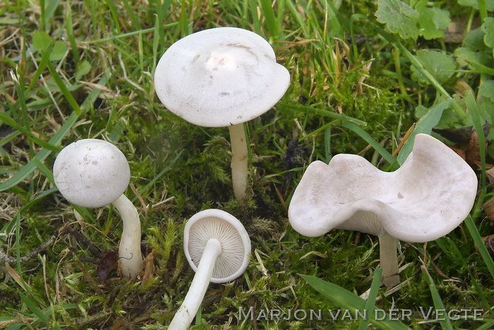 Giftige weidetrechterzwam - Clitocybe rivulosa