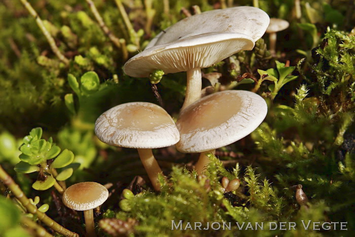 Giftige weidetrechterzwam - Clitocybe rivulosa