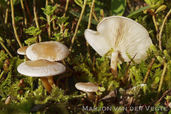 Giftige weidetrechterzwam - Clitocybe rivulosa