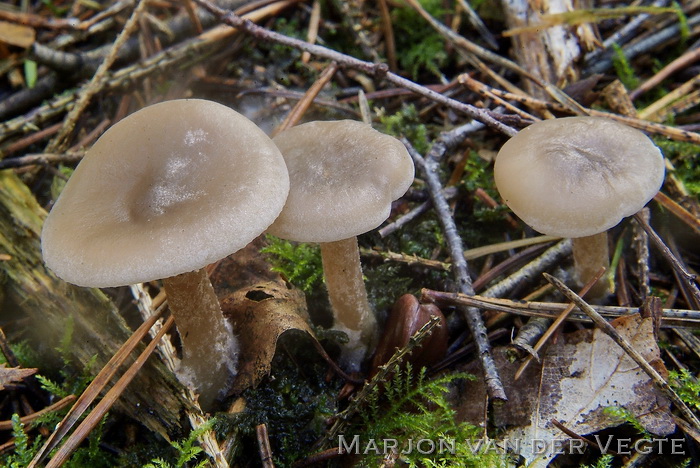 Gestreepte trechterzwam - Clitocybe vibecina