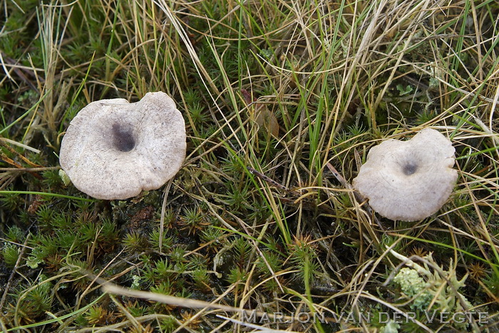 Grijsbruine zalmplaat - Clitopilus caelatus