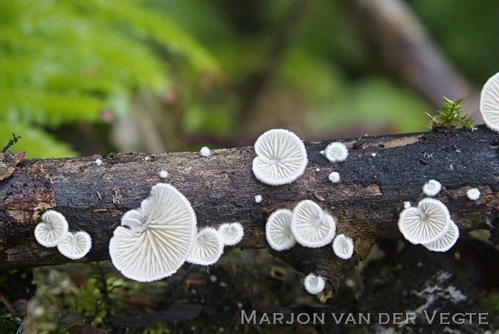 Gewone schelpjesmolenaar - Clitopilus hobsonii