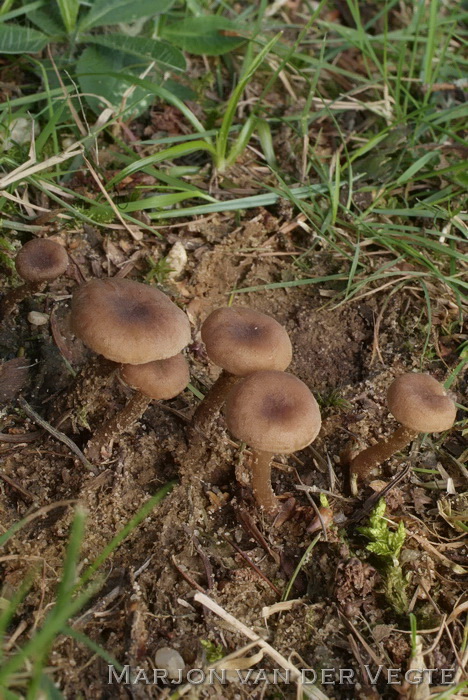 Bittere trechterzwam - Pseudoomphalina pachyphylla