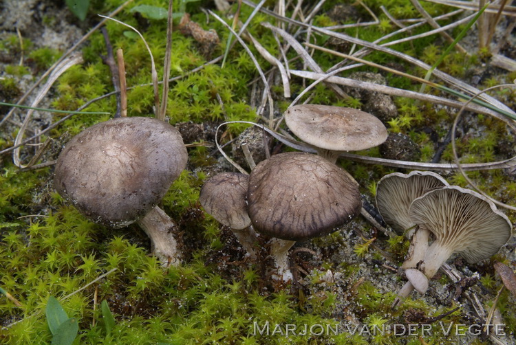 Zwartwordende zalmplaat - Clitopilus popinalis